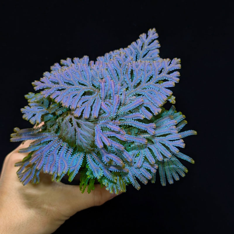 Selaginella siamensis��[ ���饸�ͥ顦��������󥷥� ]���� ML������ �ۡ� PN260501-07 ��