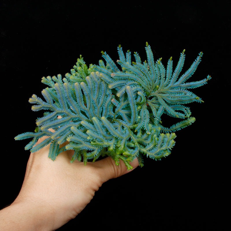 Selaginella siamensis��[ ���饸�ͥ顦��������󥷥� ]���� ML������ �ۡ� PN260501-07 ��