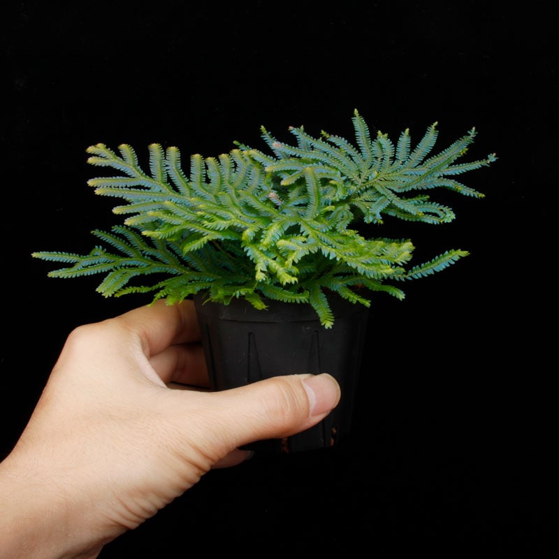 Selaginella siamensis��[ ���饸�ͥ顦��������󥷥� ]���� ML������ �ۡ� PN260501-07 ��