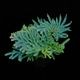 Selaginella siamensis��[ ���饸�ͥ顦��������󥷥� ]���� ML������ �ۡ� PN260501-07 ��