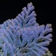 Selaginella siamensis��[ ���饸�ͥ顦��������󥷥� ]���� ML������ �ۡ� PN260501-07 ��