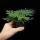 Selaginella siamensis��[ ���饸�ͥ顦��������󥷥� ]���� ML������ �ۡ� PN260501-07 ��