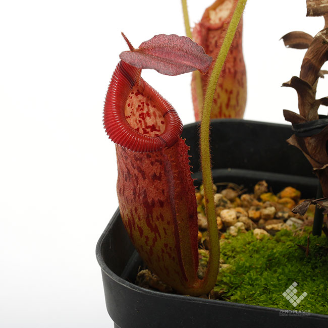 Nepenthes burbidgeae x edwardsiana [ ネペンテス・バービッジアエ