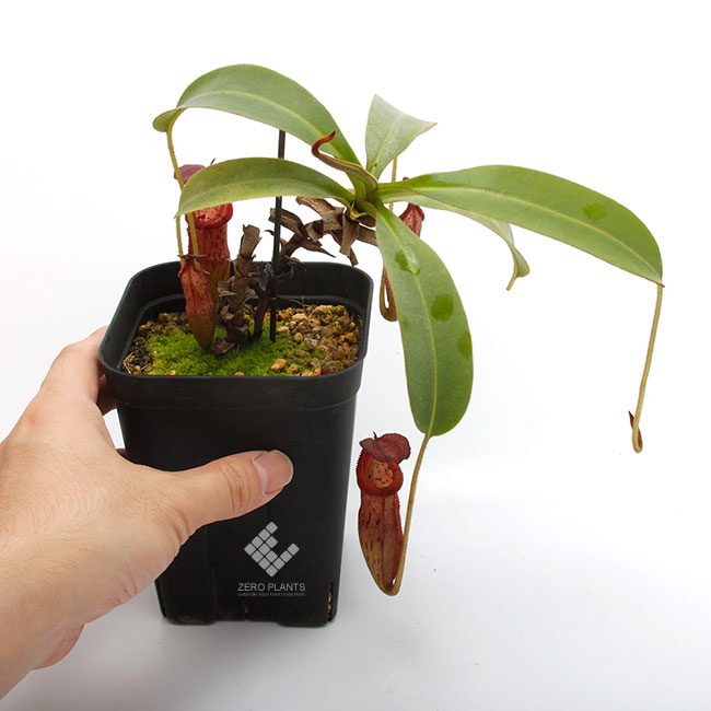 Nepenthes burbidgeae x edwardsiana[ ͥڥƥСӥåߥɥɥ ] PN181001-02 