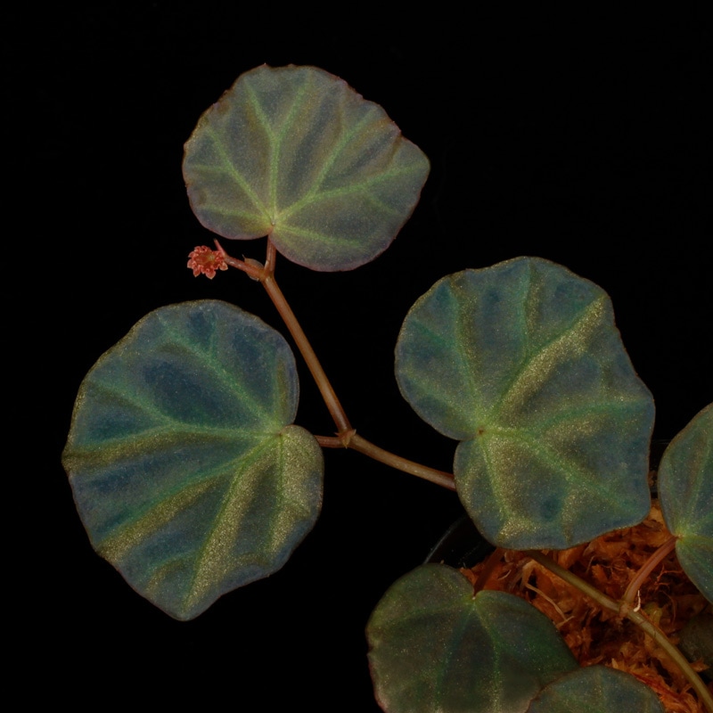 Begonia sp. 