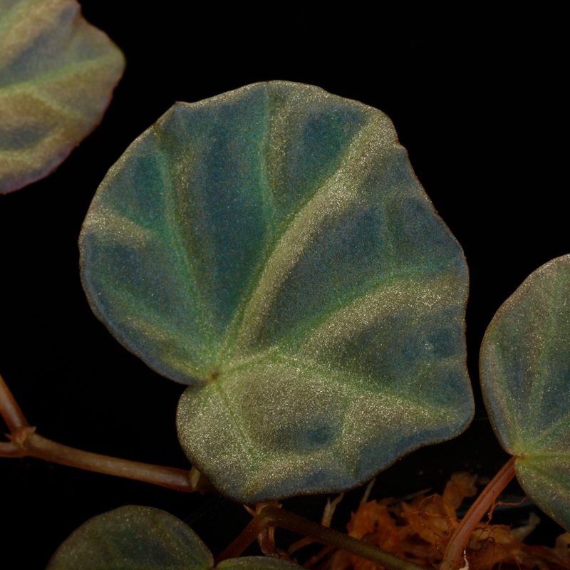 Begonia sp. " Sarawak "��[ �٥��˥� sp. ����說 ]��1�ݥå�