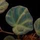 Begonia sp. " Sarawak "��[ �٥��˥� sp. ����說 ]��1�ݥå�