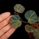 Begonia sp. " Sarawak "��[ �٥��˥� sp. ����說 ]��1�ݥå�