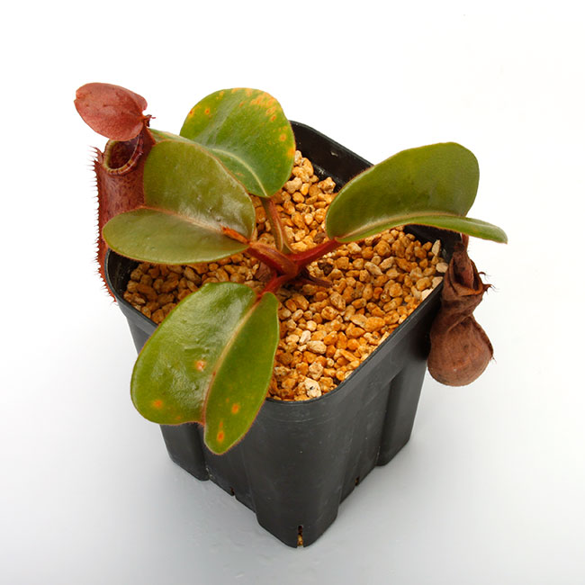 Nepenthes truncata ( highland - Reddish leaves )[ ͥڥƥȥ󥫡 ] PN230907-16 