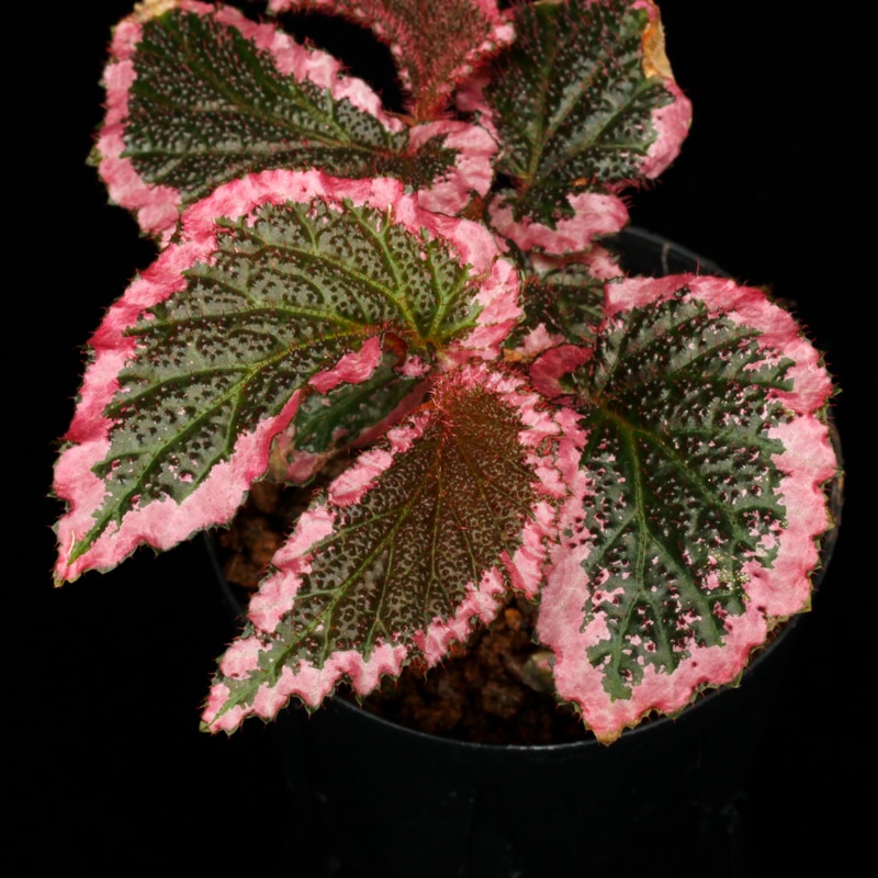 新春特価　限定5株❣️Begonia bulu ‘Jambi’ 原種ベゴニア　D ベゴニア | Begonia | かぎけん花図鑑 新春特価 限定5株❣️Begonia bulu '