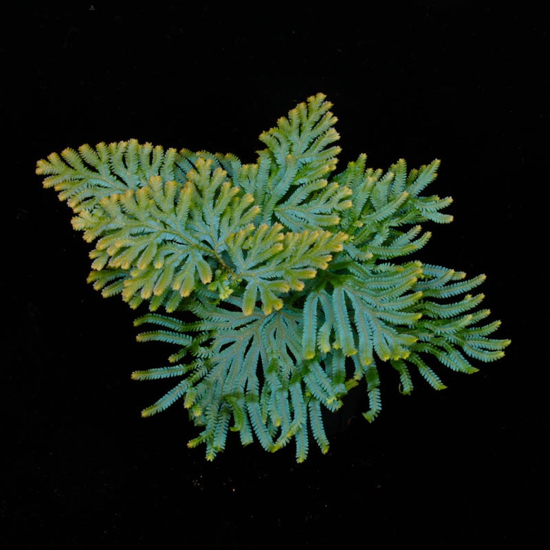 Selaginella siamensis��[ ���饸�ͥ顦��������󥷥� ]���� ML������ �ۡ� PN260501-08 ��