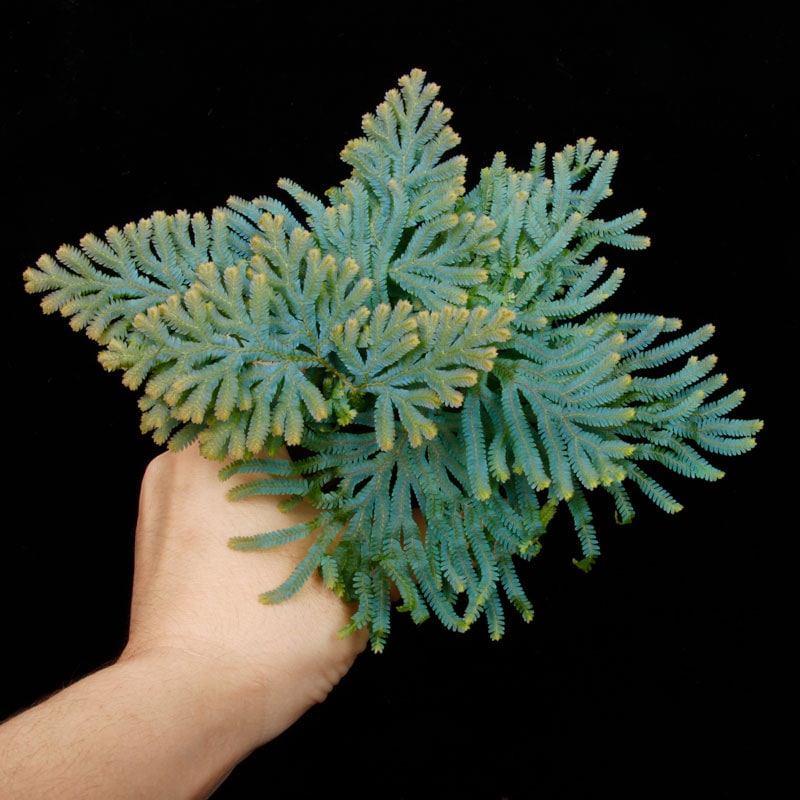 Selaginella siamensis��[ ���饸�ͥ顦��������󥷥� ]���� ML������ �ۡ� PN260501-08 ��