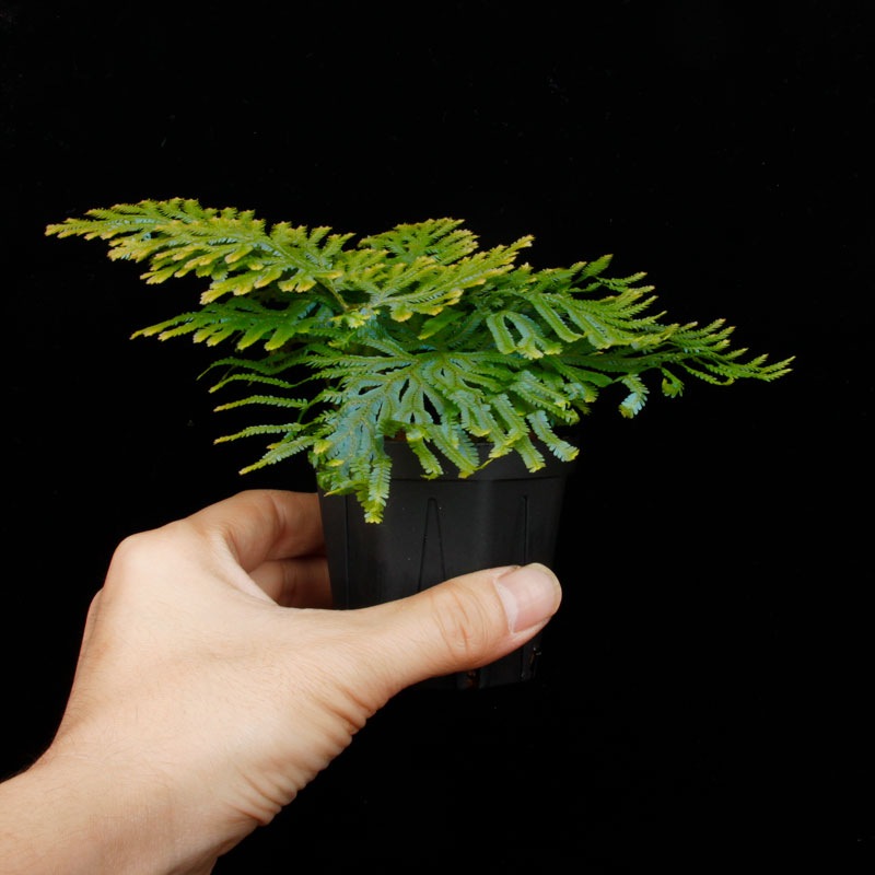 Selaginella siamensis��[ ���饸�ͥ顦��������󥷥� ]���� ML������ �ۡ� PN260501-08 ��