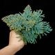 Selaginella siamensis��[ ���饸�ͥ顦��������󥷥� ]���� ML������ �ۡ� PN260501-08 ��
