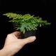 Selaginella siamensis��[ ���饸�ͥ顦��������󥷥� ]���� ML������ �ۡ� PN260501-08 ��