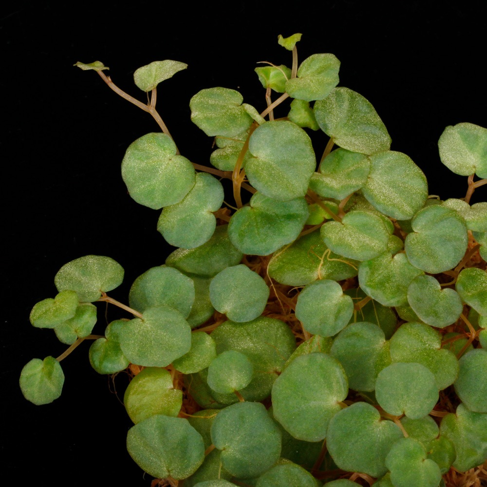 Begonia lichenora[ ٥˥ꥱΥ ]1ѥå