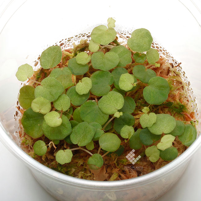 Begonia lichenora[ ٥˥ꥱΥ ]1ѥå