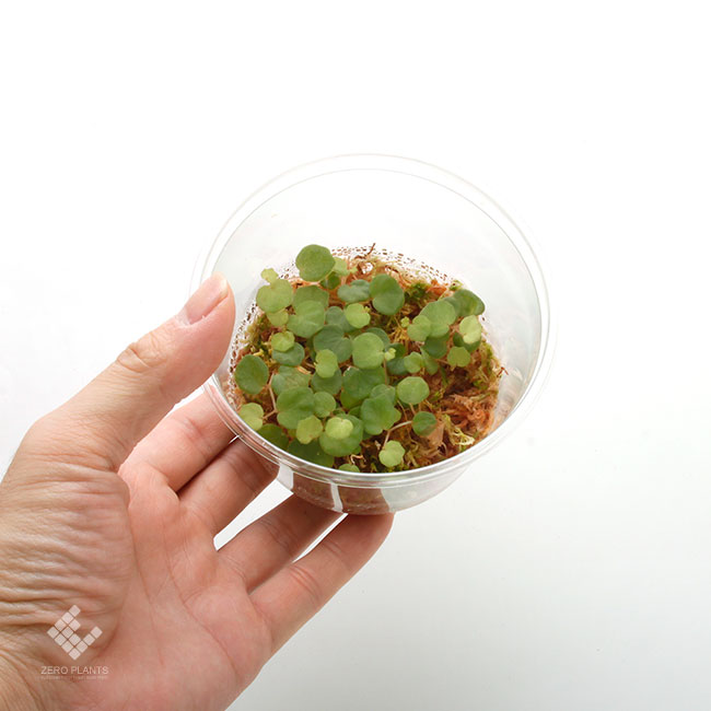 Begonia lichenora[ ٥˥ꥱΥ ]1ѥå