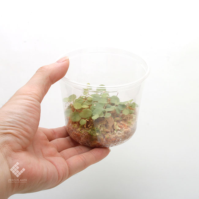 Begonia lichenora[ ٥˥ꥱΥ ]1ѥå