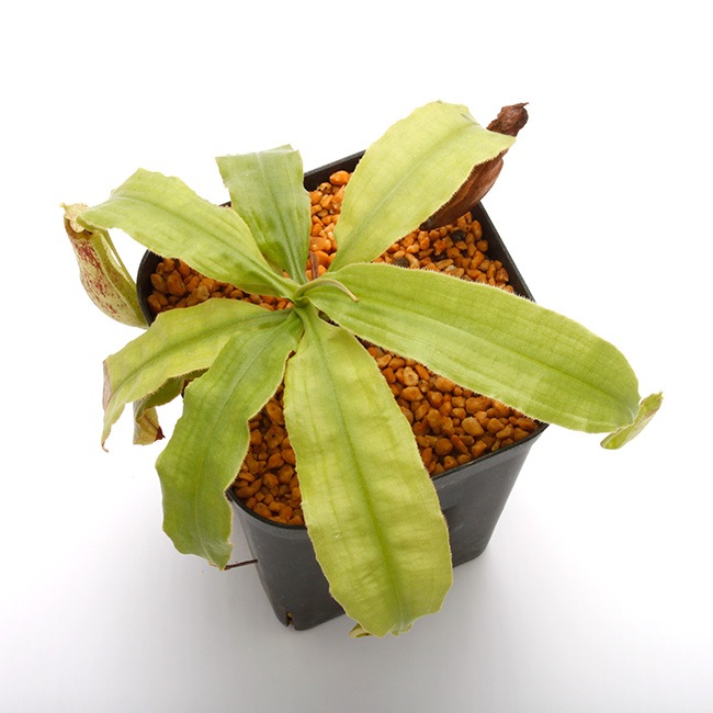 Nepenthes mirabilis var. echinostoma��[ �ͥڥ�ƥ����ߥ�ӥꥹ var. �����Υ��ȥ� ]���� Borneo Exotics / BE-3372 �ۡ� PN220804-01 ��