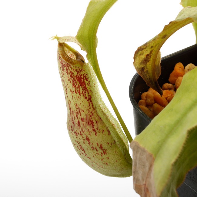 Nepenthes mirabilis var. echinostoma��[ �ͥڥ�ƥ����ߥ�ӥꥹ var. �����Υ��ȥ� ]���� Borneo Exotics / BE-3372 �ۡ� PN220804-01 ��