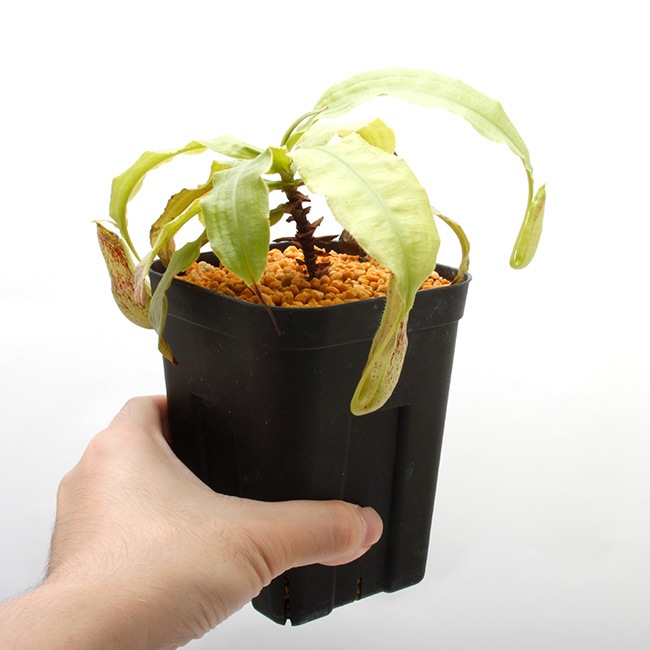 Nepenthes mirabilis var. echinostoma��[ �ͥڥ�ƥ����ߥ�ӥꥹ var. �����Υ��ȥ� ]���� Borneo Exotics / BE-3372 �ۡ� PN220804-01 ��