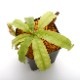 Nepenthes mirabilis var. echinostoma��[ �ͥڥ�ƥ����ߥ�ӥꥹ var. �����Υ��ȥ� ]���� Borneo Exotics / BE-3372 �ۡ� PN220804-01 ��