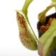 Nepenthes mirabilis var. echinostoma��[ �ͥڥ�ƥ����ߥ�ӥꥹ var. �����Υ��ȥ� ]���� Borneo Exotics / BE-3372 �ۡ� PN220804-01 ��