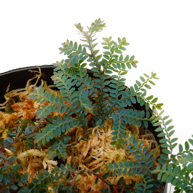 Selaginella sp. ' Hainan Island, China '[ 饸ͥ sp. ϥʥ绺]1ݥå