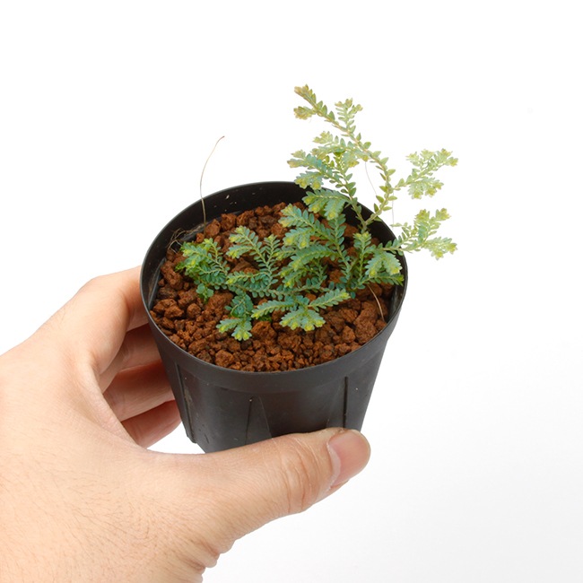 Selaginella sp. ' Hainan Island, China '[ 饸ͥ sp. ϥʥ绺]1ݥå