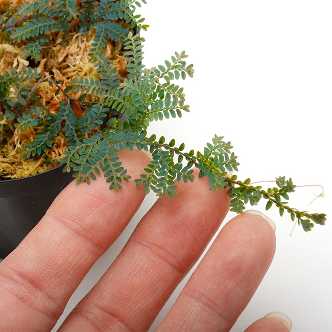 Selaginella sp. ' Hainan Island, China '[ 饸ͥ sp. ϥʥ绺]1ݥå