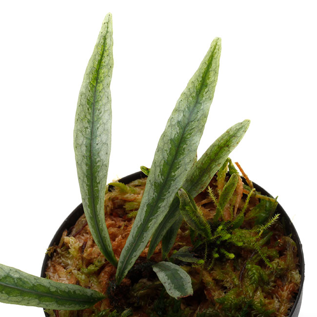 Microsorum sp. " Northern Myanmar "[ ߥ sp. ] PN241122-04 