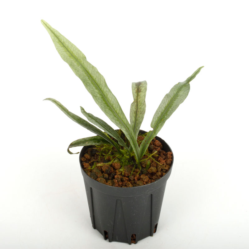 Microsorum sp. " Northern Myanmar "[ ߥ sp. ] PN241122-04 