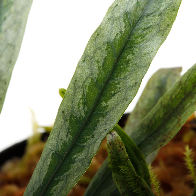 Microsorum sp. " Northern Myanmar "[ ߥ sp. ] PN241122-04 