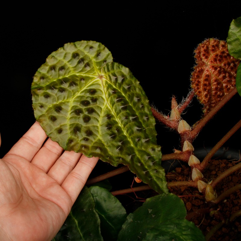 Begonia ferox [ �٥��˥����ե����å��� ]���� PN260609-05 �ۡ��� �֥�å���̵���Υ����å����ۺ̤����ĸ���٥��˥� ��