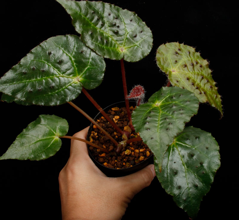 Begonia ferox [ �٥��˥����ե����å��� ]���� PN260609-05 �ۡ��� �֥�å���̵���Υ����å����ۺ̤����ĸ���٥��˥� ��