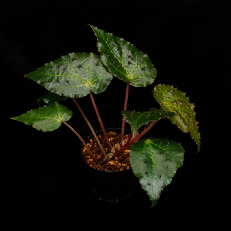 Begonia ferox [ �٥��˥����ե����å��� ]���� PN260609-05 �ۡ��� �֥�å���̵���Υ����å����ۺ̤����ĸ���٥��˥� ��