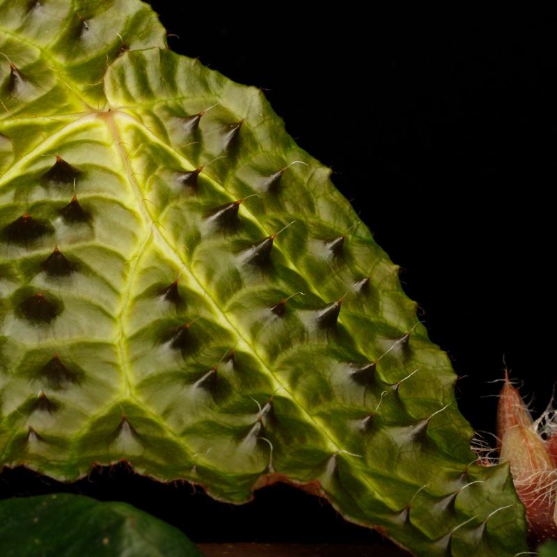 Begonia ferox [ �٥��˥����ե����å��� ]���� PN260609-05 �ۡ��� �֥�å���̵���Υ����å����ۺ̤����ĸ���٥��˥� ��