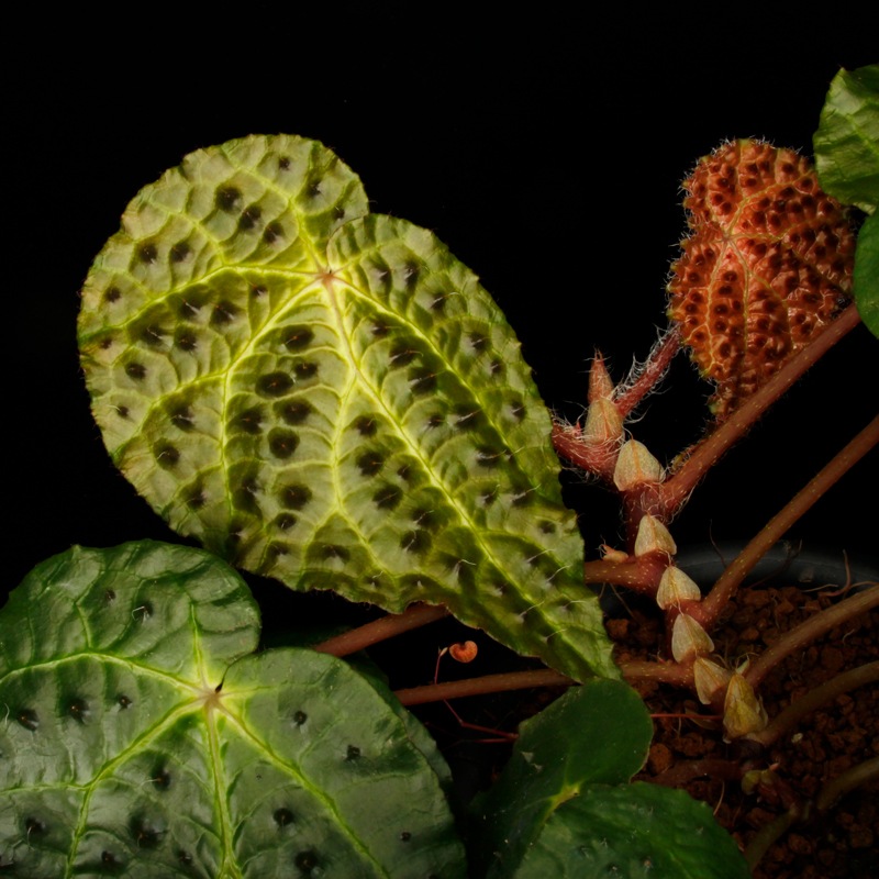 Begonia ferox [ �٥��˥����ե����å��� ]���� PN260609-05 �ۡ��� �֥�å���̵���Υ����å����ۺ̤����ĸ���٥��˥� ��