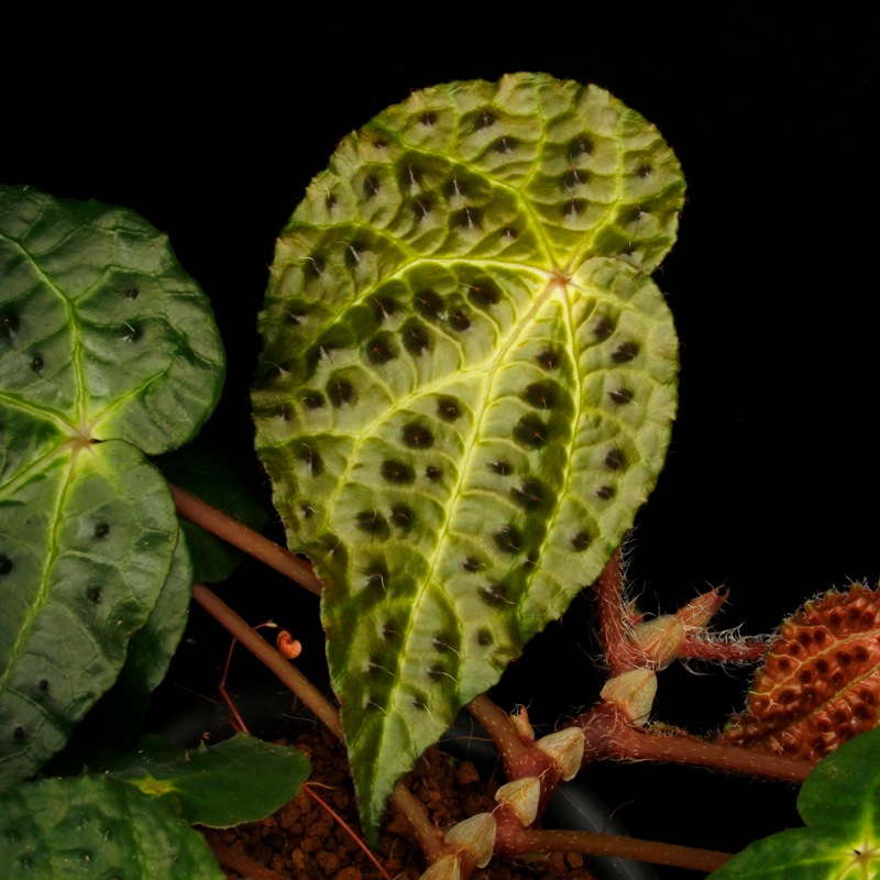 Begonia ferox [ �٥��˥����ե����å��� ]���� PN260609-05 �ۡ��� �֥�å���̵���Υ����å����ۺ̤����ĸ���٥��˥� ��