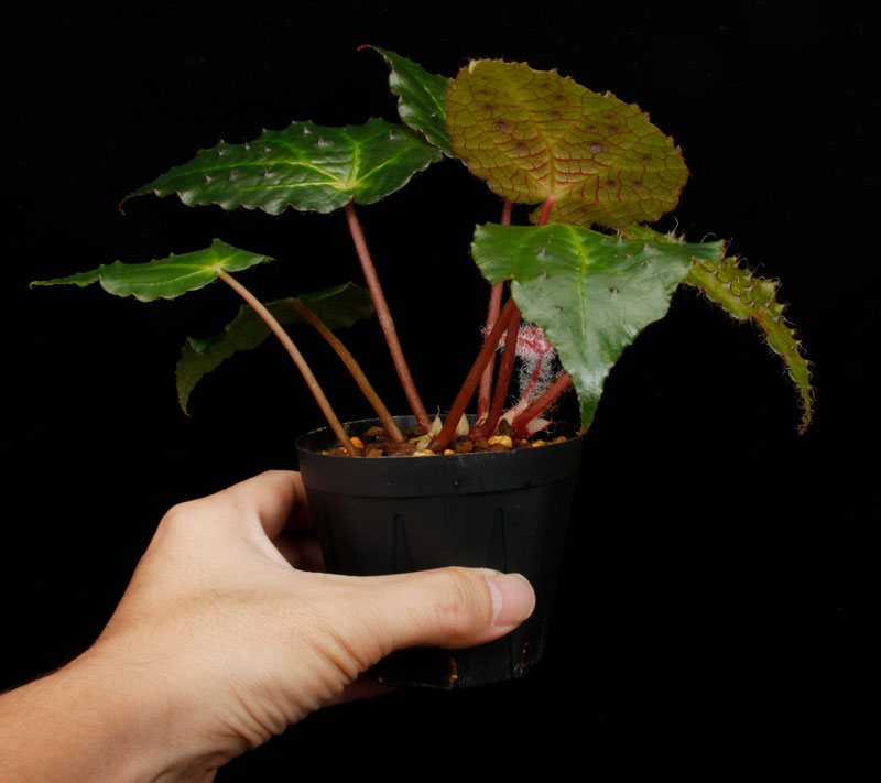 Begonia ferox [ �٥��˥����ե����å��� ]���� PN260609-05 �ۡ��� �֥�å���̵���Υ����å����ۺ̤����ĸ���٥��˥� ��