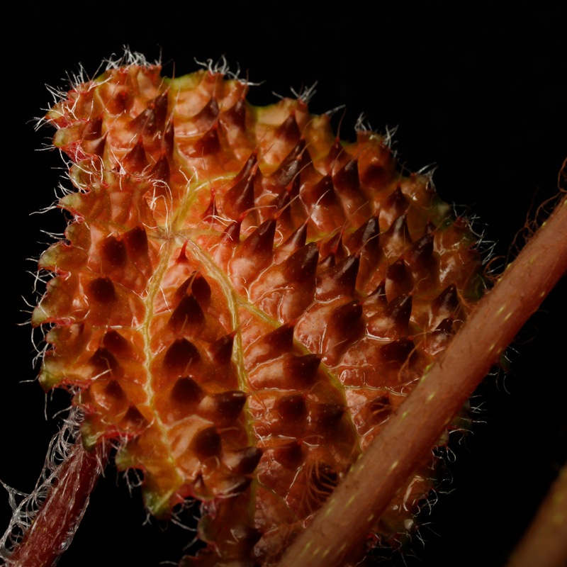 Begonia ferox [ �٥��˥����ե����å��� ]���� PN260609-05 �ۡ��� �֥�å���̵���Υ����å����ۺ̤����ĸ���٥��˥� ��