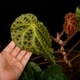 Begonia ferox [ �٥��˥����ե����å��� ]���� PN260609-05 �ۡ��� �֥�å���̵���Υ����å����ۺ̤����ĸ���٥��˥� ��