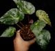 Begonia ferox [ �٥��˥����ե����å��� ]���� PN260609-05 �ۡ��� �֥�å���̵���Υ����å����ۺ̤����ĸ���٥��˥� ��