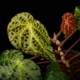 Begonia ferox [ �٥��˥����ե����å��� ]���� PN260609-05 �ۡ��� �֥�å���̵���Υ����å����ۺ̤����ĸ���٥��˥� ��
