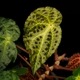 Begonia ferox [ �٥��˥����ե����å��� ]���� PN260609-05 �ۡ��� �֥�å���̵���Υ����å����ۺ̤����ĸ���٥��˥� ��