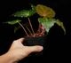 Begonia ferox [ �٥��˥����ե����å��� ]���� PN260609-05 �ۡ��� �֥�å���̵���Υ����å����ۺ̤����ĸ���٥��˥� ��