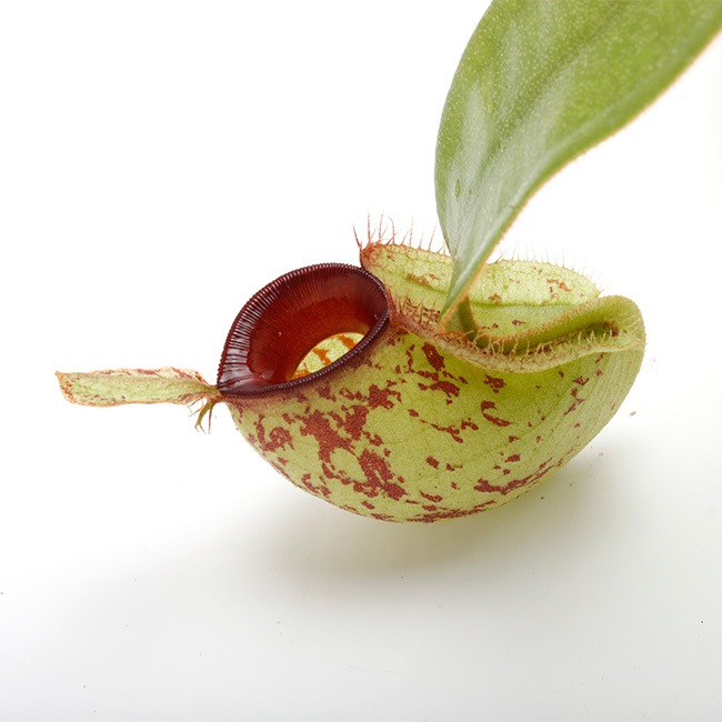 Nepenthes ampullaria " Spotted with Red Lip " [ ͥڥƥץꥢ ] PN220804-02 