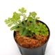 Selaginella sp. ' Selangor, Malaysia '[ 饸ͥ sp. ] PN240924-01 