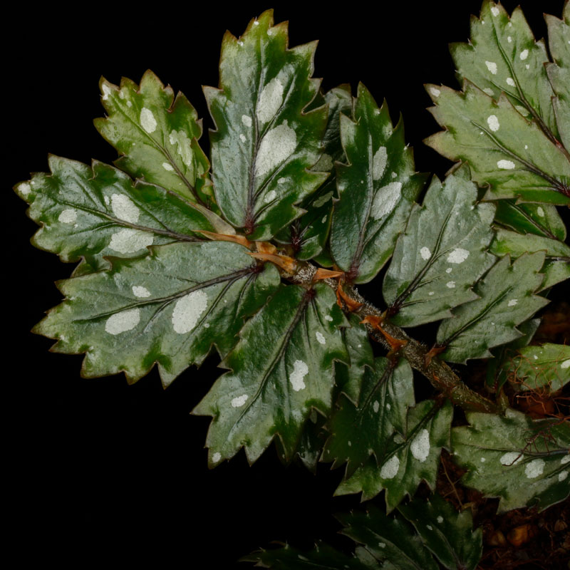 Begonia sp.  �� Papua New Guinea �ɡ�[ �٥��˥� sp. �ѥץ��˥塼���˥� ]���� PN260511-02 ��